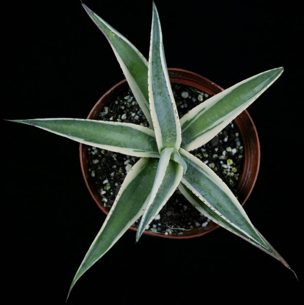 Agave guiengola 'Creme Brulee' – Tropiflora