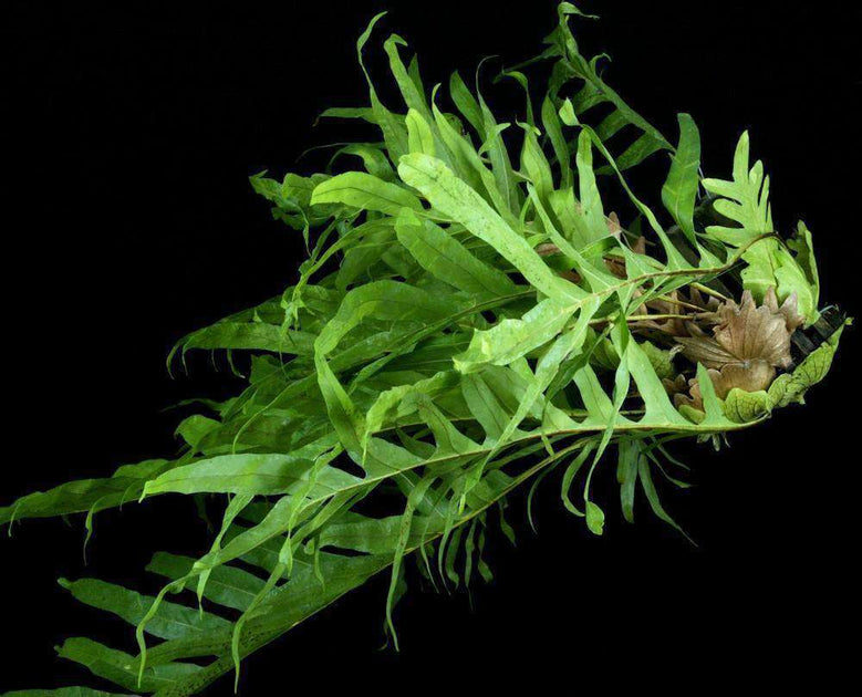 Drynaria quercifolia variegated – Tropiflora
