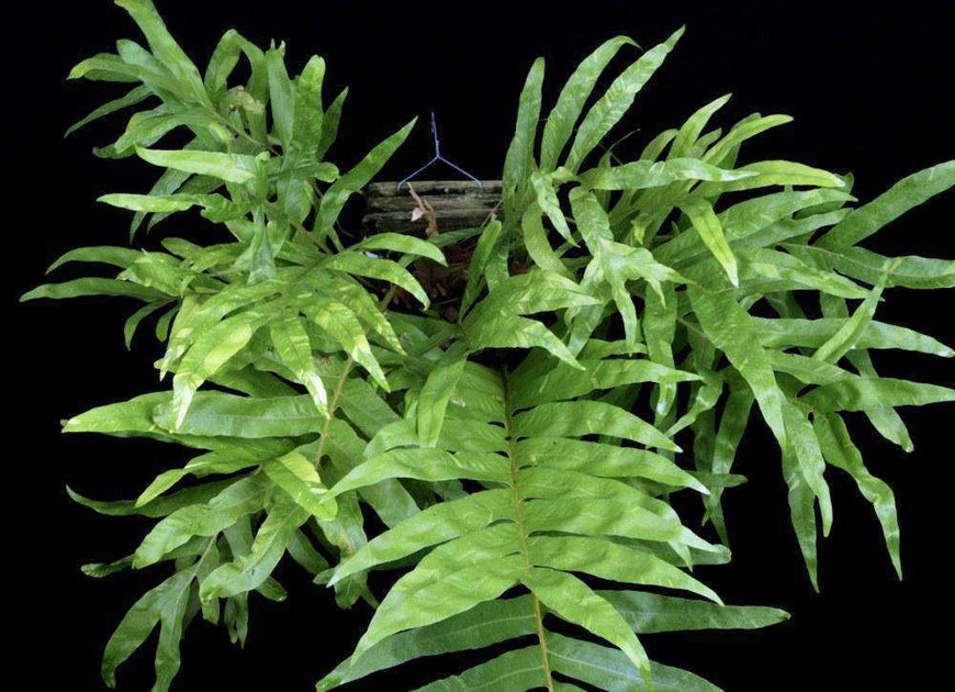 Drynaria quercifolia variegated – Tropiflora