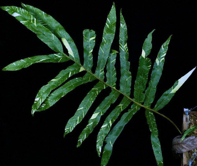 ア*ー様 2 Drynaria quercifolia Variegated Drynaria quercifolia variegated – Tropiflora