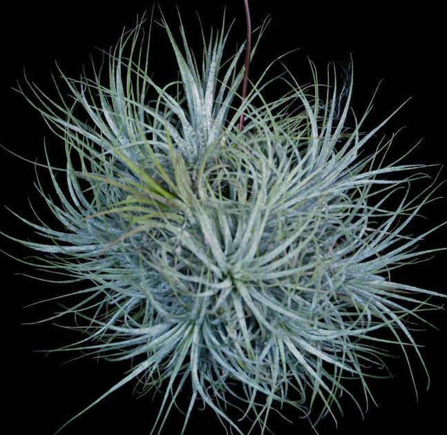 Tillandsia ionantha 'Zebrina' – Tropiflora