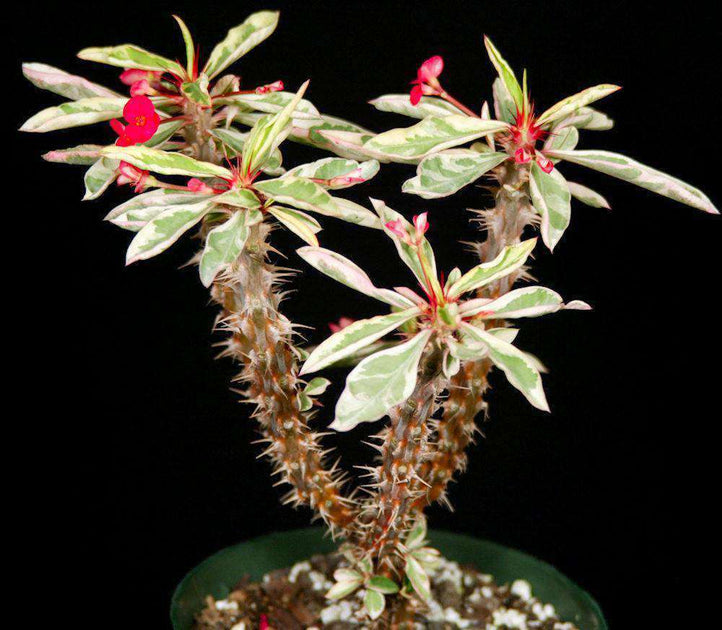 euphorbia milii variegata Euphorbia milii white variegated – Tropiflora