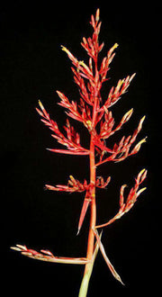 Aechmea amicorum - Tropiflora