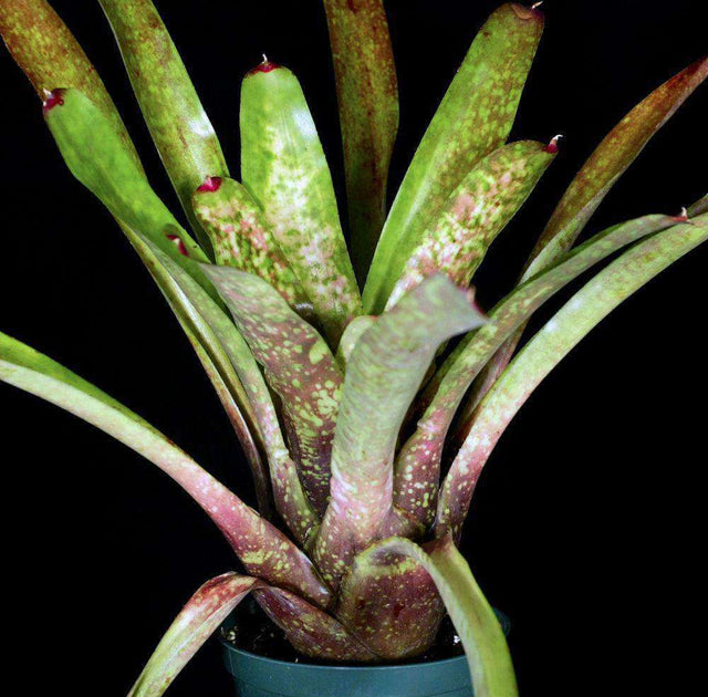 Neoregelia species Sao Sebastio SP – Tropiflora