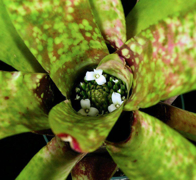 Neoregelia species Sao Sebastio SP – Tropiflora