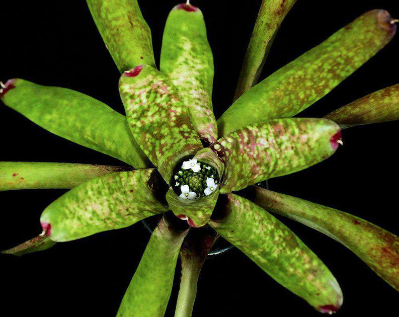 Neoregelia species Sao Sebastio SP – Tropiflora