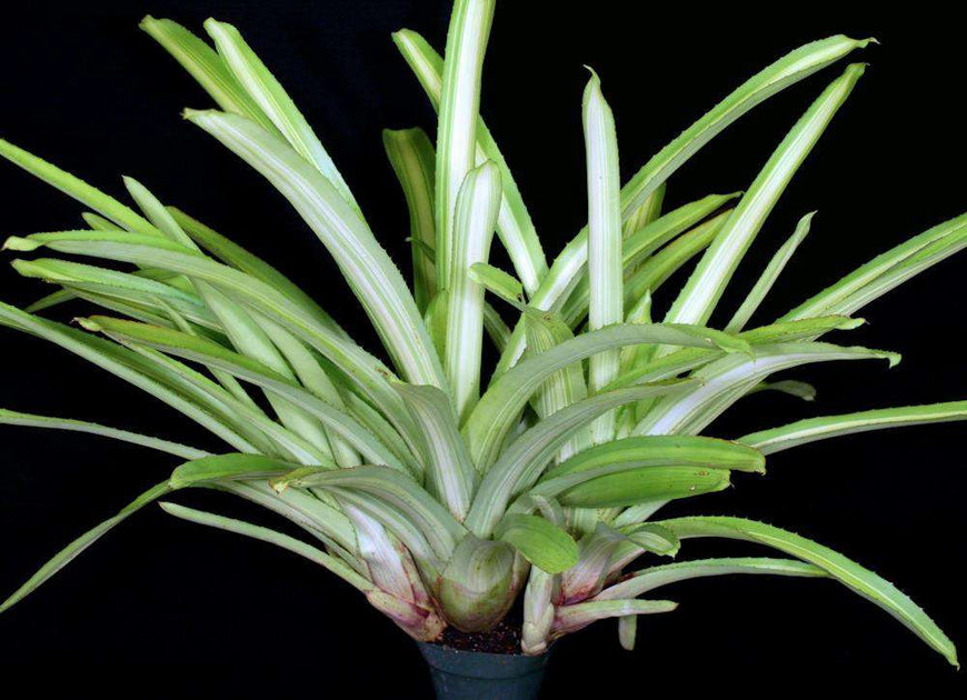 Aechmea aquilegia Variegated〔エクメア〕A0149 Aechmea aquilegia Variegated〔エクメア〕A0149