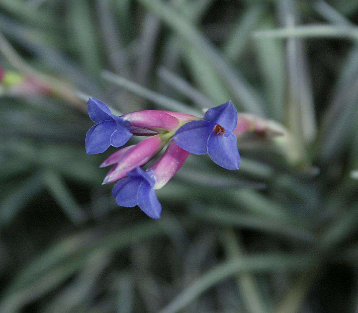 Tillandsia aeranthos v. aemula – Tropiflora