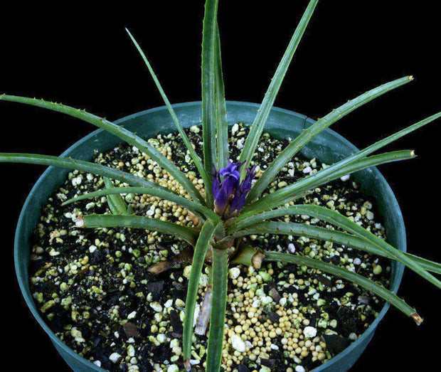 Bromelia gurkeniana v. funchiana - Tropiflora