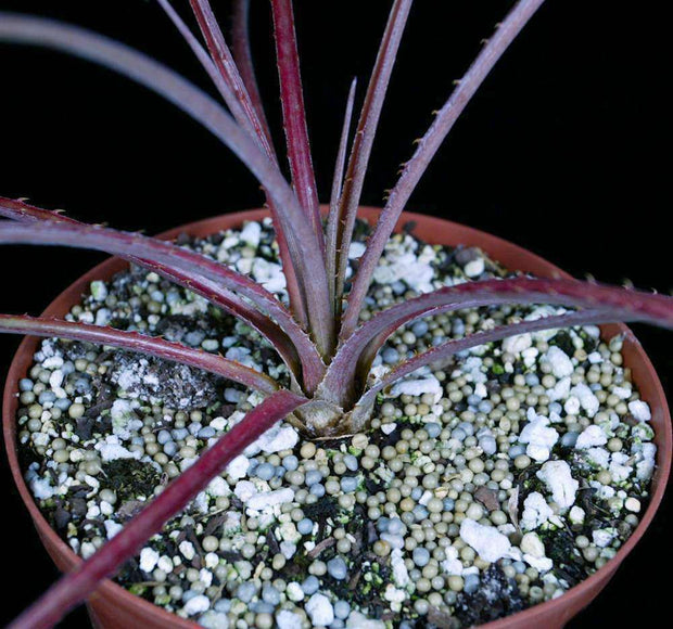 Bromelia gurkeniana v. funchiana - Tropiflora
