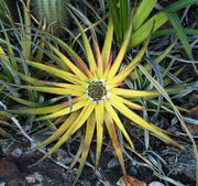 Sincoraea burlemarxii 'Yellow' - Tropiflora