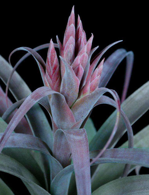 チランジア Coconut Grove Tillandsia 'Coconut Grove' – Tropiflora