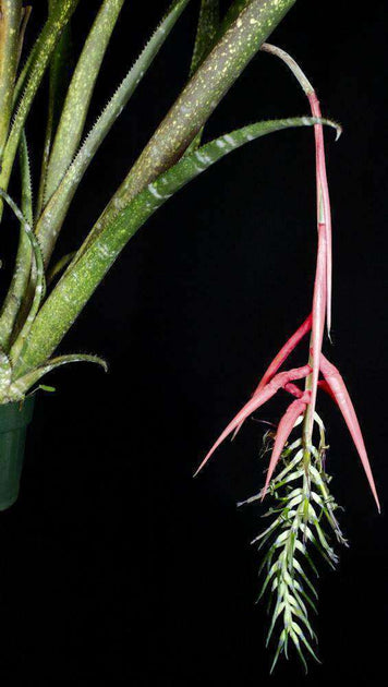 Billbergia violacea – Tropiflora