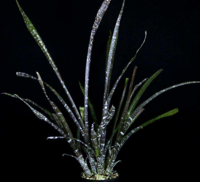 SAAL 　Billbergia La Vie En Rose BCR Bromeliad Cultivar Register>