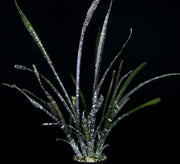Billbergia violacea - Tropiflora