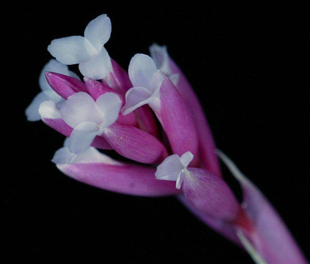 Tillandsia 'Gildora' - Tropiflora