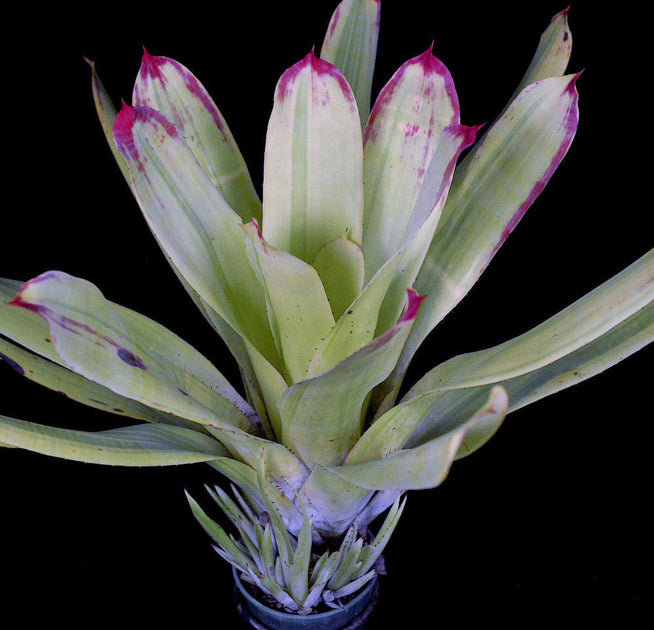 ブロメリア・エアープランツ Hohenbergia Castellanosii Variegated Hohenbergia Castellanosii Variegated 8″ pot – 305 Greenery, Inc.