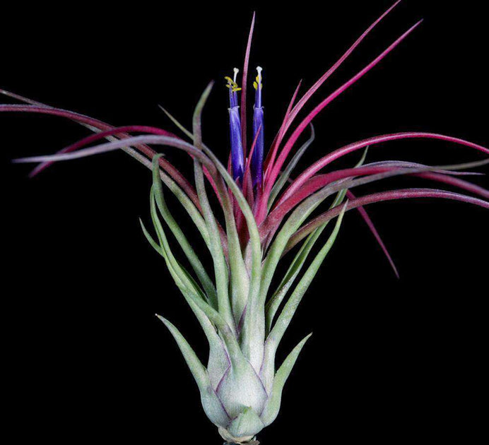Tillandsia 'Luke' – Tropiflora