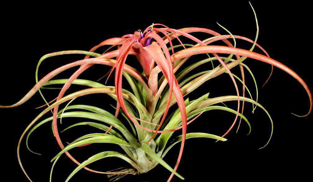 Tillandsia pringlei – Lyra Gardens