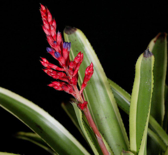 Aechmea 'Melodrama' – Tropiflora