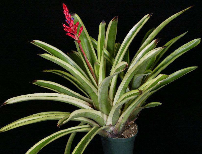 ブロメリア・エアープランツ Aechmea melodrama Aechmea 'Melodrama' – Tropiflora