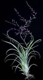 Tillandsia flexuosa 'Giant Form' - Tropiflora