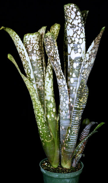 Billbergia 'Calcite' – Tropiflora