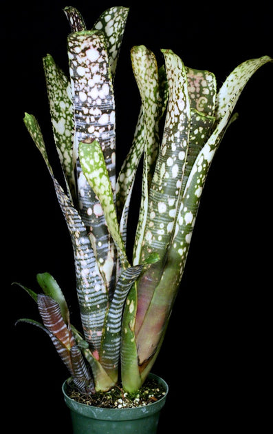 Billbergia 'Calcite' – Tropiflora