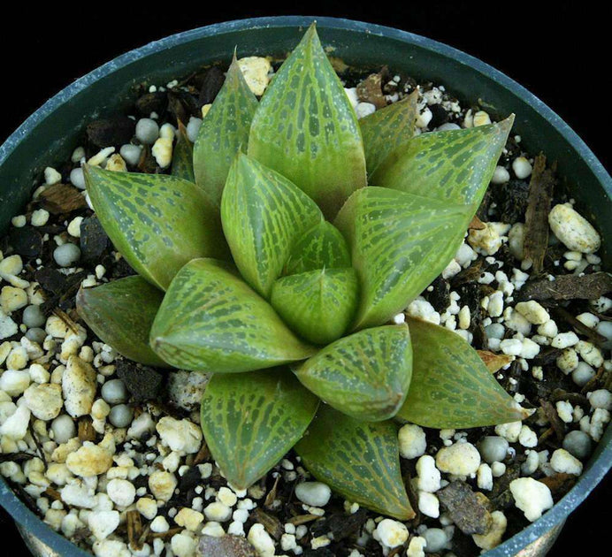 succulent fat Haworthia 'Fat Albert' – Tropiflora