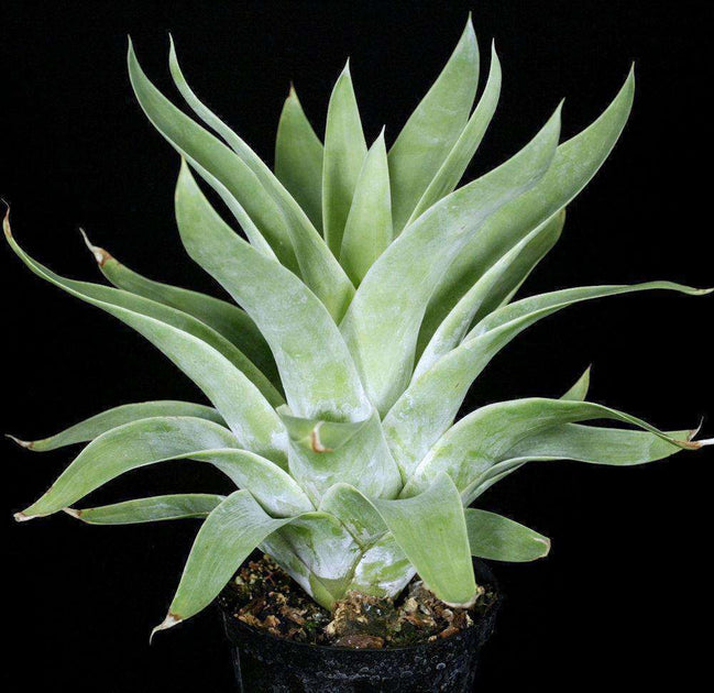 Catopsis berteroniana – Tropiflora