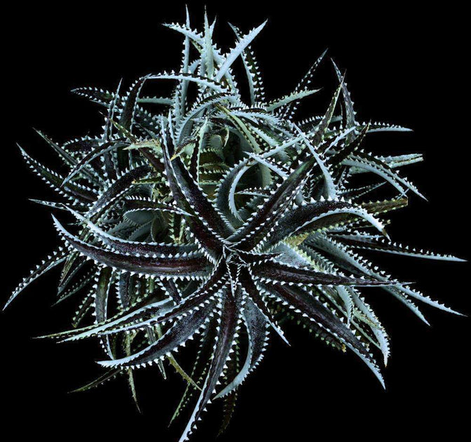 レア ディッキア Dyckia 'Arizona' x 'Keswick' レア ディッキア