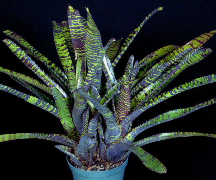 Neoregelia 'Dangerous Dana' – Tropiflora