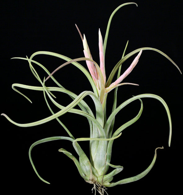 paucifolia air plant Tillandsia paucifolioides (paucifolia 'Pink') – Tropiflora