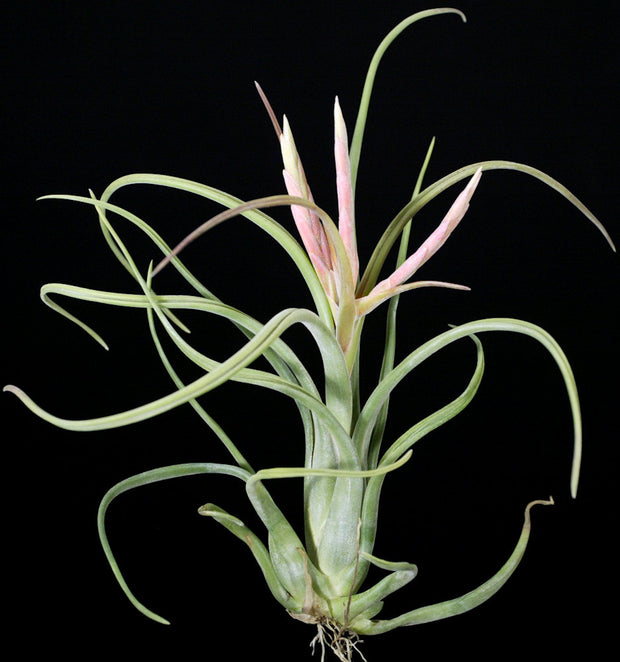 Tillandsia paucifolioides (paucifolia 'Pink')