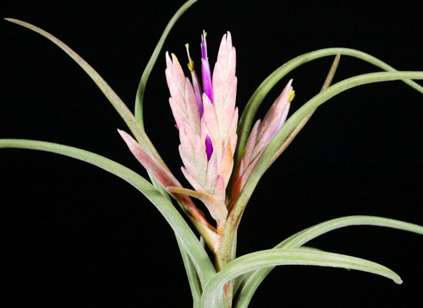Tillandsia paucifolioides (paucifolia 