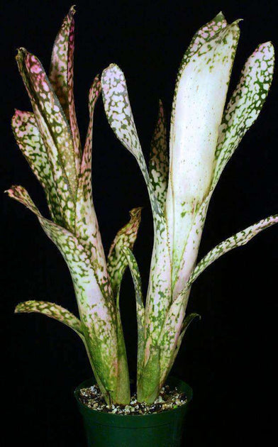 ブロメリア・エアープランツ Billbergia Ivory Tower ブロメリア・エアープランツ Billbergia Ivory Tower Billbergia