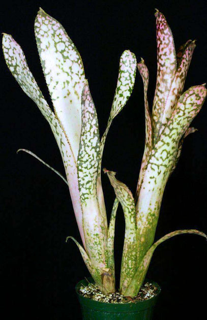 ブロメリア・エアープランツ Billbergia Ivory Tower Billbergia 'Ivory Tower' (Irvin) – Tropiflora