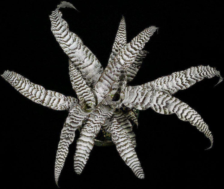 Cryptanthus　’AbsoluteZero’ クリプタンサス　ブロメリア Bromeliad Cryptanthus \u0027Absolute Zero\u0027 - Gabriella Plants