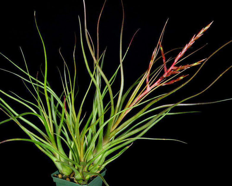 Tillandsia 'Durrell' Tropiflora