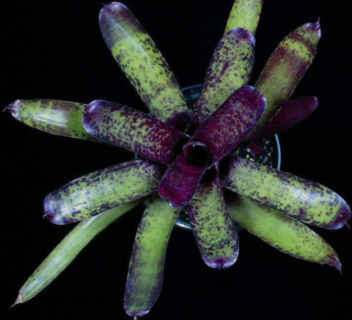 Neoregelia 'Blueberry Muffin' – Tropiflora