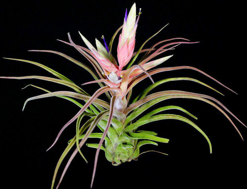 ブロメリア・エアープランツ Tillandsia Sitting Pretty x ionantha YCB Tillandsia 'Sitting Pretty' – Tropiflora