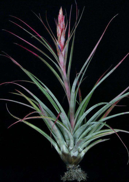 air plants miami Tillandsia 'Miami Nice' – Tropiflora