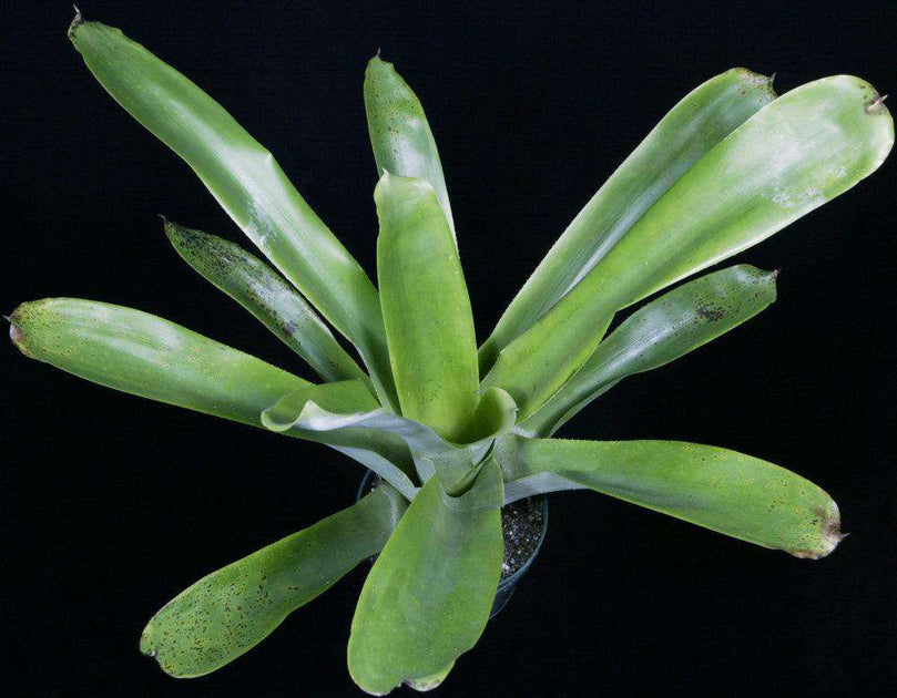 Wittmackia inermis – Tropiflora