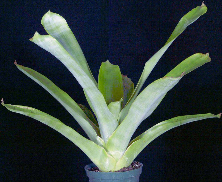 Wittmackia inermis – Tropiflora