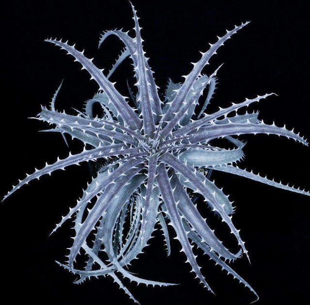 Dyckia 'Silvertooth Tiger' - Silvertooth Tiger Bromeliad