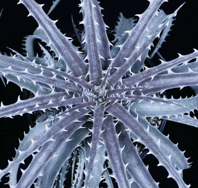 Dyckia 'Silver Back' f2 – Tropiflora