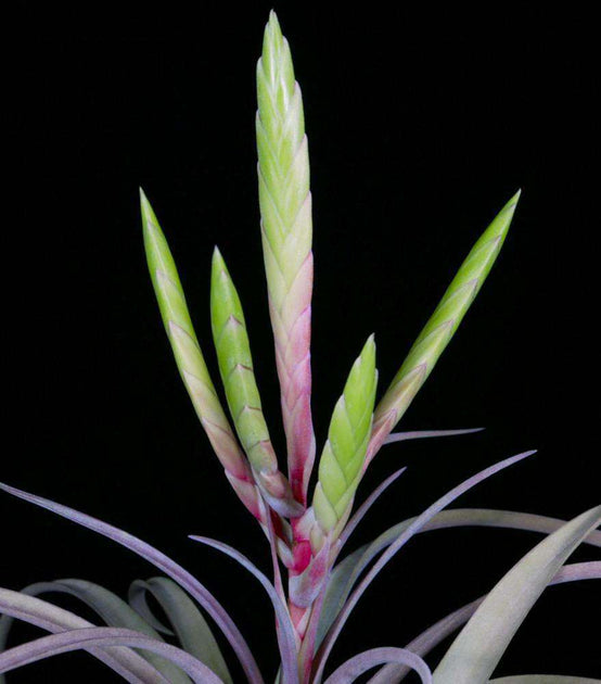 Tillandsia 'Padre' – Tropiflora Tillandsia 'Padre' – Tropiflora