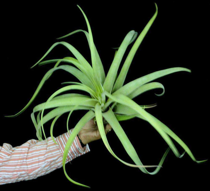Tillandsia 'Padre' – Tropiflora Tillandsia 'Padre' – Tropiflora