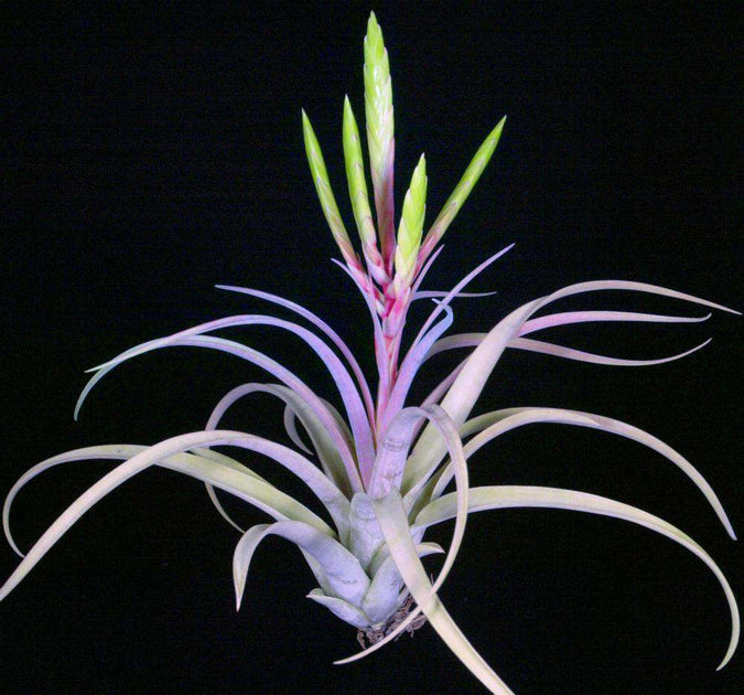 Tillandsia 'Padre' – Tropiflora Tillandsia 'Padre' – Tropiflora