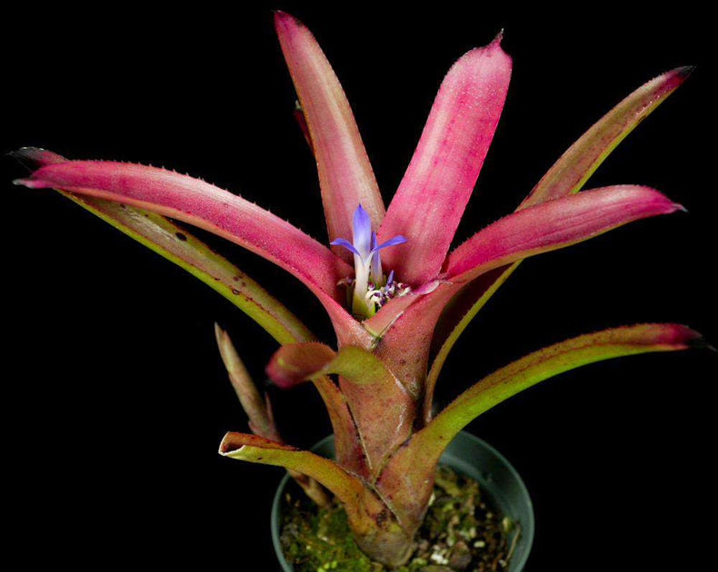 Neoregelia bahiana (Leme #2209) – Tropiflora